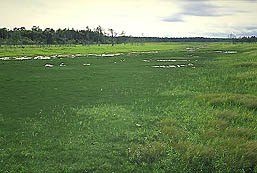 クリックすると拡大写真 約54K