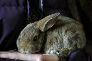 �N���b�N����Ɗg��ʐ^