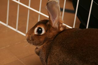 �N���b�N����Ɗg��ʐ^