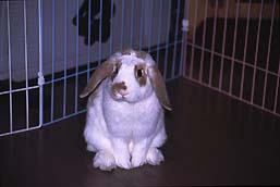 ����ɂ��́u�͂ȁv�ł��B