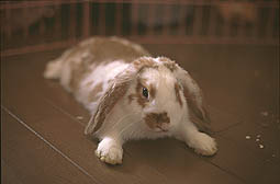 �N���b�N����Ɗg��ʐ^18K