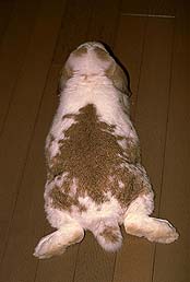 �N���b�N����Ɗg��ʐ^