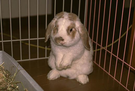 �炪�f�J�C�ȁI�@�͂ȁI