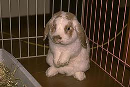 �N���b�N����Ɗg��ʐ^