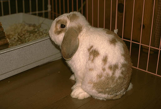 ������ƁA�����܂��H