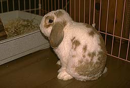 �N���b�N����Ɗg��ʐ^