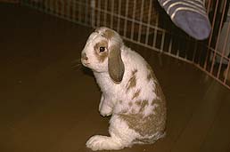 �N���b�N����Ɗg��ʐ^