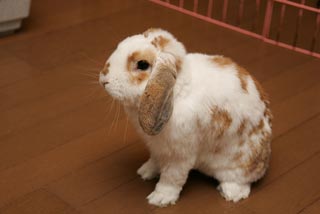 �N���b�N����Ɗg��ʐ^