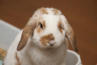 �N���b�N����Ɗg��ʐ^