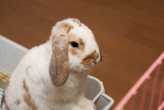 �N���b�N����Ɗg��ʐ^