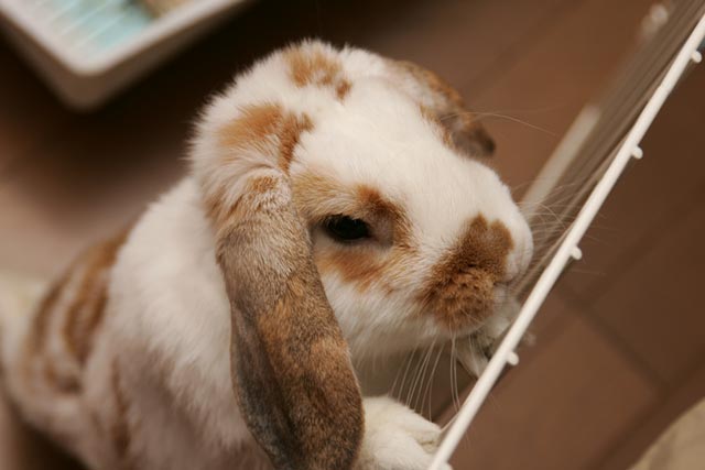 �V��ł��`�I