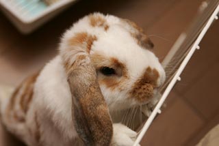 �N���b�N����Ɗg��ʐ^