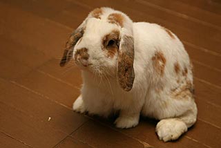 �N���b�N����Ɗg��ʐ^