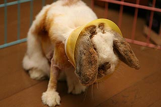 �N���b�N����Ɗg��ʐ^