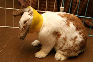 �N���b�N����Ɗg��ʐ^