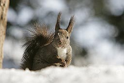 �N���b�N����ƂQ�O�O�T�N�R���@�G�]���X�ʐ^�W��