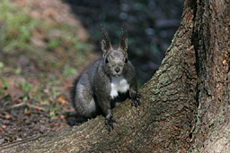 �N���b�N����ƂQ�O�O�T�N�f�v�@�G�]���X�ʐ^�W��