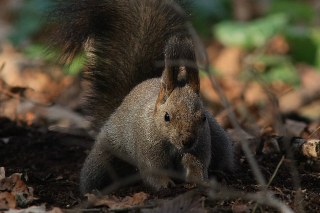 �N���b�N����ƂQ�O�O�T�N�f�v�@�G�]���X�ʐ^�W��