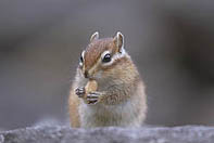 �V�}���X�ʐ^�W��