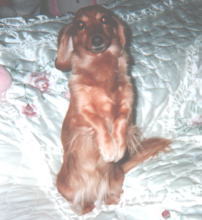 �����傤�����P