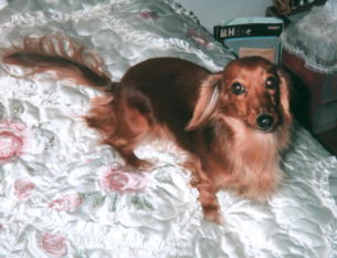 �^���̕\��