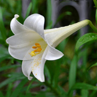 White Lily