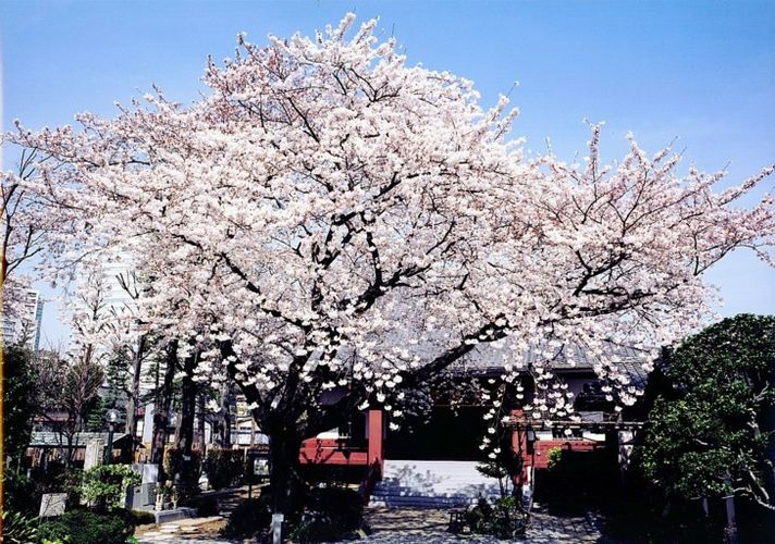 本堂と満開の桜